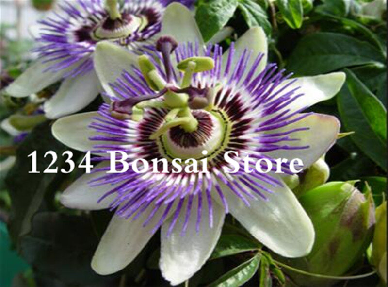 100 pièces Passion fleur plante en pot bonsaï fleur Rare plante Passiflora plante ornementale pour maison jardin cour livraison gratuite