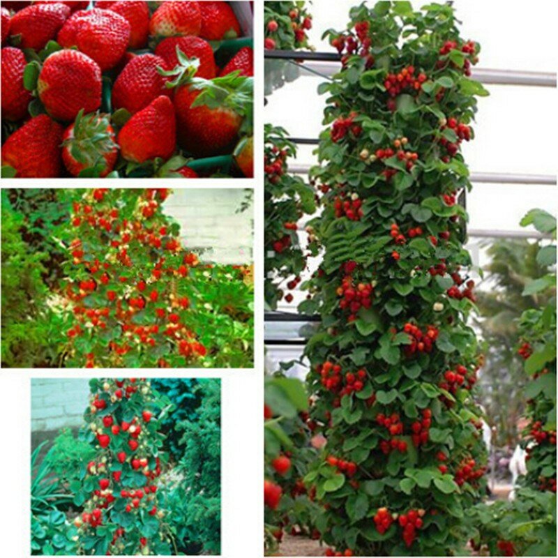 100% farmer Direct Selling Indoor Plants Strawberry bonsais Rare Color Strawberry bonsai Fruit bonsais for Garden Bonsai  200pcs