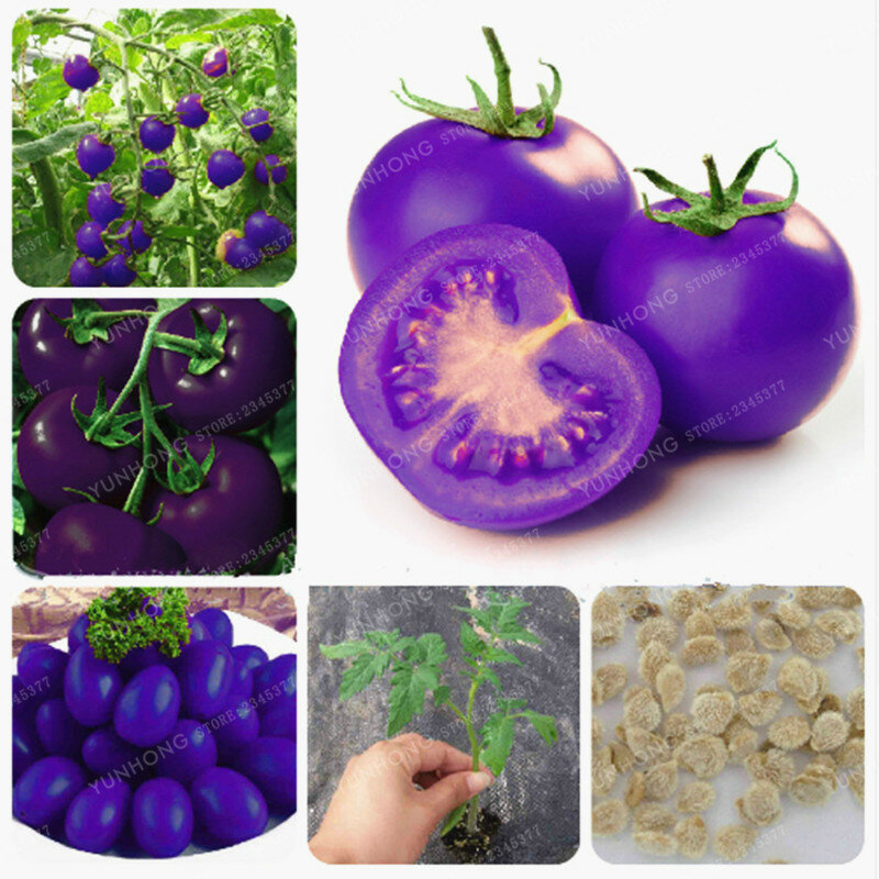 100 Pcs  Purple Sacred Fruit Tomato Bonsai Vegetables And Fruits Bonsai For Home Garden * Farm Plants Easy To Grow Bonsai
