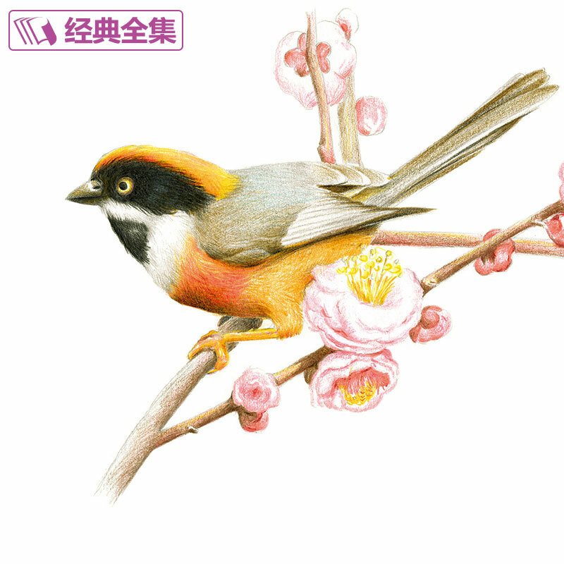 Najnowszy chiński ołówek kwiat ptak szkicownik 21 rodzajów kwiatów malarstwo akwarela kolorowy ołówek podręcznik Tutorial art book