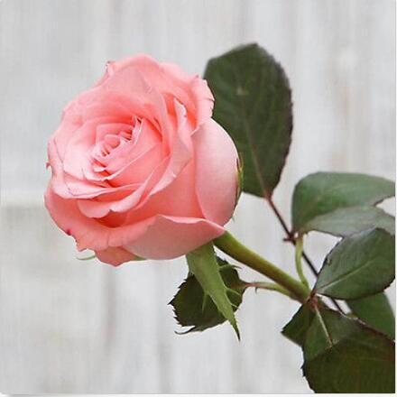 200 stücke Gemischten Stil Seltene Pflanzen Decor Multi Farben Rose Pfingstrose Blumensamen