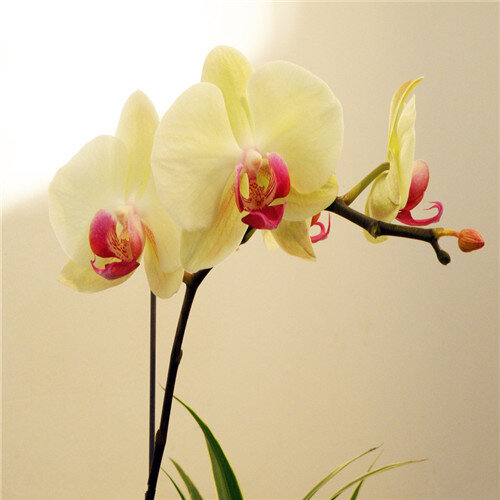 16 kinds 100 Colorful iris Bonsai Flower Plants Indoor Plant Flower,Heirloom Iris Tectorum Phalaenopsis Orchid for Home Garden