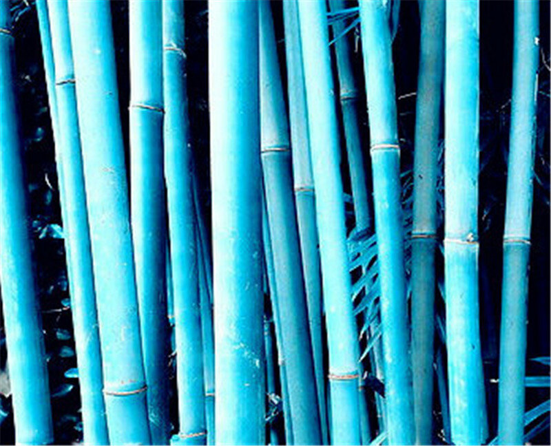 20 stücke garten blau bambus baum mehrjährige bonsai anlage Garten Töpfe Pflanzer Reinigung Von Luft, balkon bonsai flores outdoor einfach wachsen