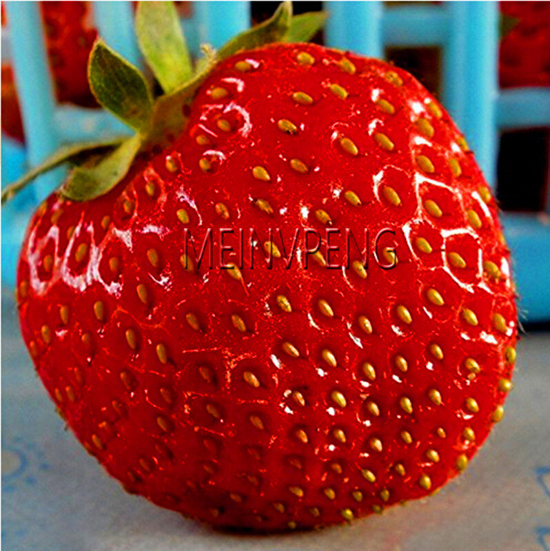 Offre spéciale! bonsaï géant de fraise du japon, jardin de plantes biologiques de fraise rouge géante, 100 flores