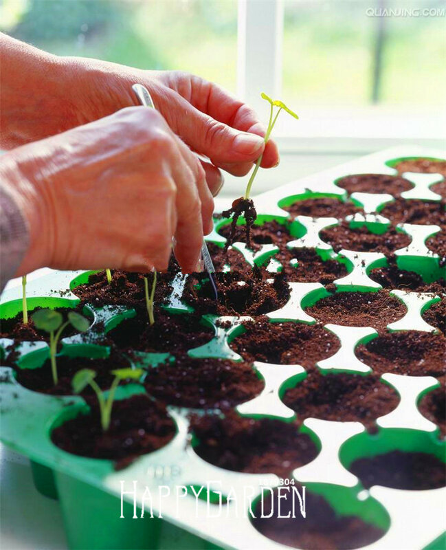 Nouveau frais vrai authentique!!! 100 pièces/sac frais Tropaeolum majus capucine bonsaï facile à planter semillas de fleurs, #4T45R2