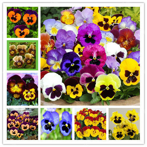 Time-Limit!! 200 PCS Beautiful Pansy seeds Mix Color Wavy Viola Tricolor Flower Seed bonsai potted DIY home&garden Free Shipping