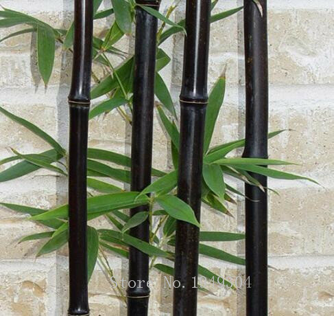 Limit czasu!! rzadko fioletowy Timor Bambusa czarny bambus roślin bonsai łatwo rosną dziedziniec 50 sztuk-pakiet organiczne bonsai domu