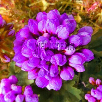 Hot Sale!LAND MIRACLE 5PCS Rare Geranium plant Purple Tulip Pelargonium Bonsai Potted Plant Rare Hardy Plant Perennial,#UVECKT