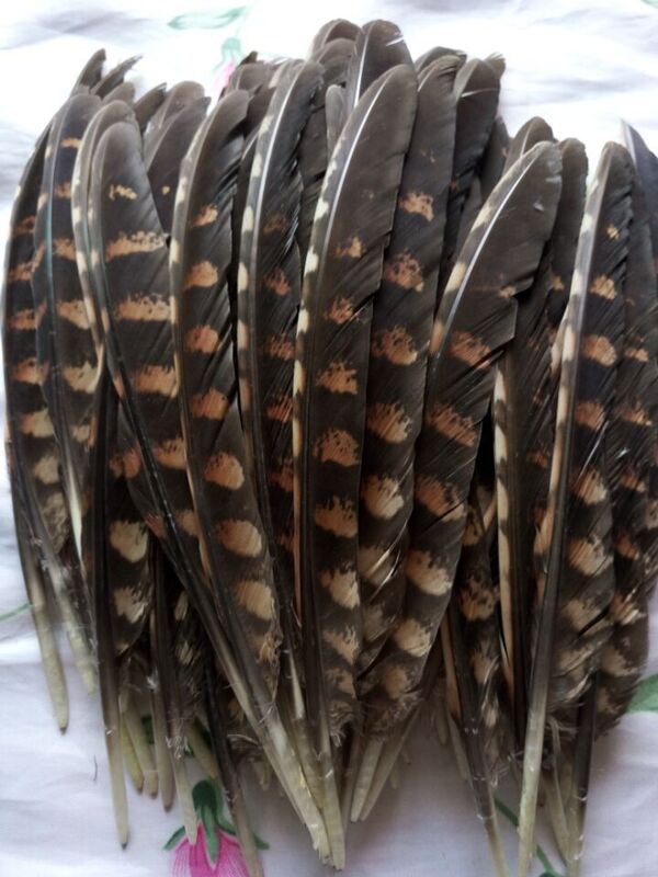 도매 부족 품질 천연 꿩 깃털, 20-25cm, 8-10 인치, 10 개