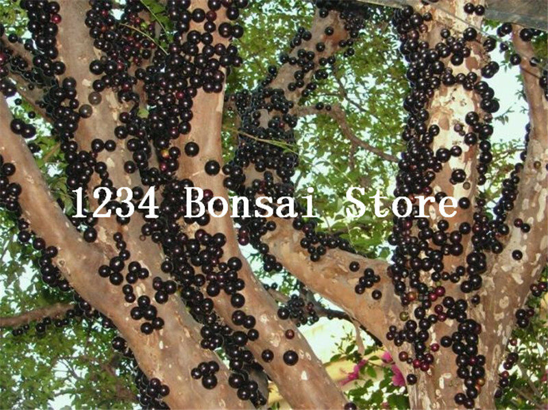 100 piezas de deliciosa planta frutal Plinia Cauliflora Bonsai árbol familia mirtaceae Jabuticaba planta novedosa de uva brasileña