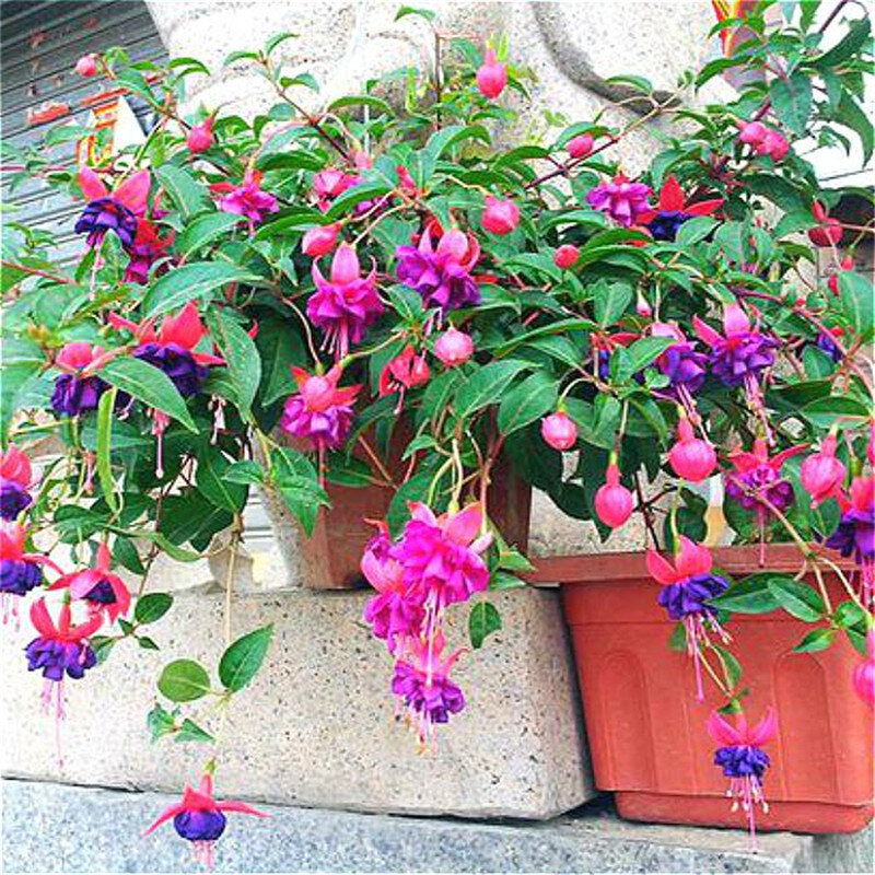 200 stücke Fuchsia Bonsai Garten Balkon Laternen Blumen Begonie Malus Spectabilis bonsai Chinesische blühende dekorative blume pflanze