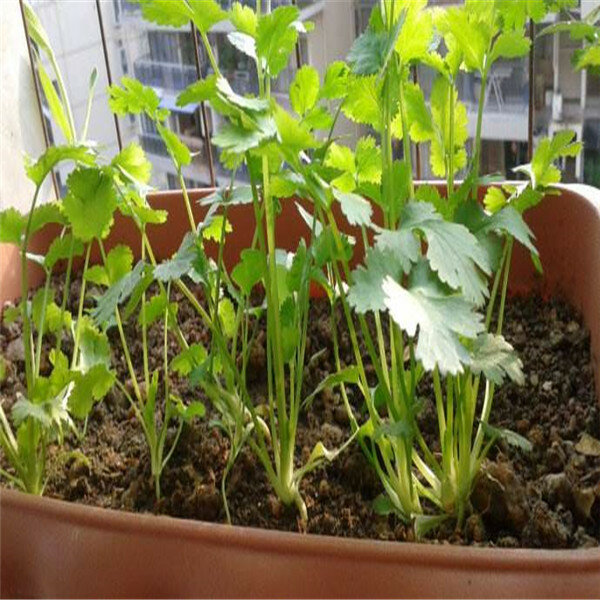Bonsai Koriander Cilantro Home Garten Bio Gemüse Duftenden Essbare Kümmel Geschmack Köstliche Kochen 100 Pcs