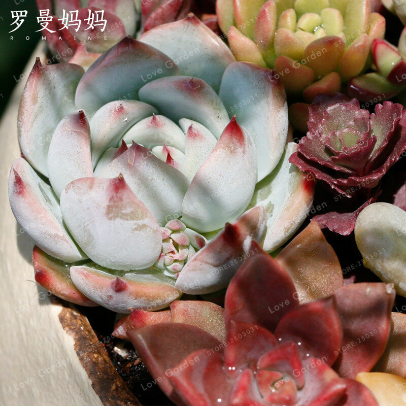100 Pcs Mix Color Succulents Bonsai Rare Beauty Potted Flower Bonsai For Home Garden Easy To Grow