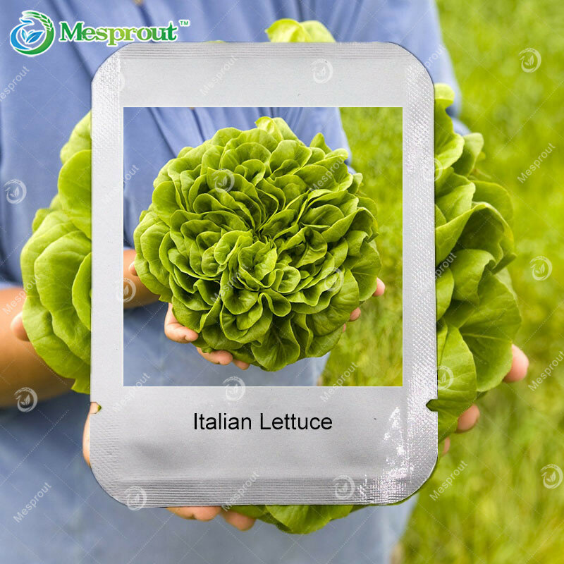 100PCS Italian Lettuce Seeds Good taste , Easy to Grow, Professional Pack, Great Salad Choice ,DIY Home Garden Seeds Vegetables
