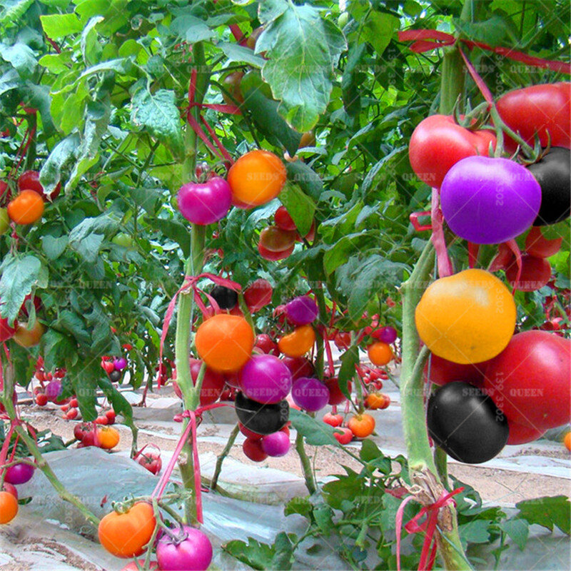 200 unids/bolsa de arco iris de tomate Bonsai plantas raras frutas y verduras planta Jardín de la casa de plantación fácil a crecer