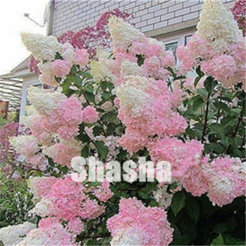 ¡A la venta! 50 piezas raras Hortensia plantas con flores de hortensia casa planta Bonsai Viburnum flor para casa jardín Ornamental Bonsai