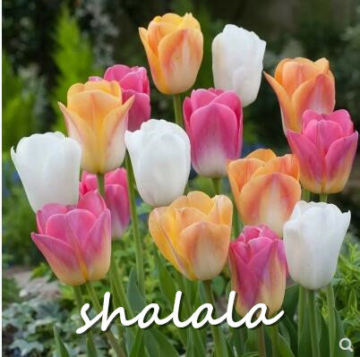 200 Pcs Tulip Bonsai Tulip Flower Beautiful Tulipanes Flower Plant For Garden plants(Not Tulip Bulbs ) Flower Symbolizes Love
