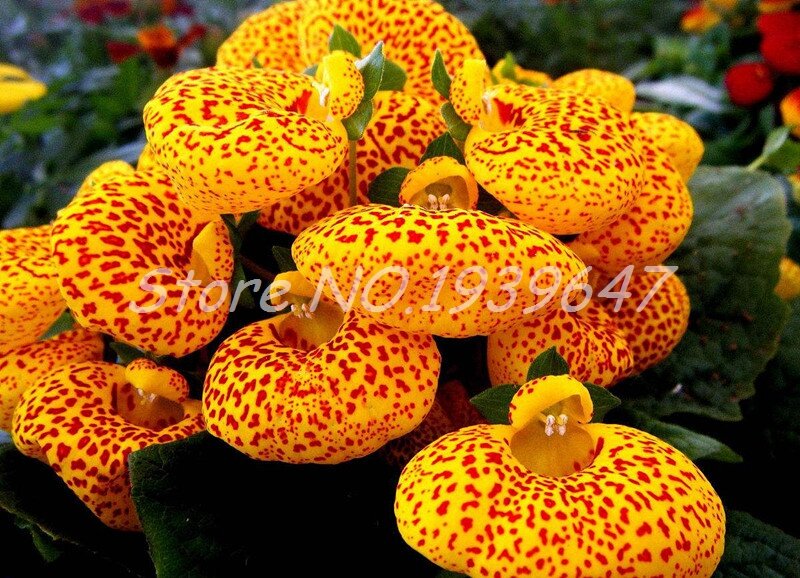 100 piezas Calceolaria Bonsai Dicentra espectabilis flor rara en el jardín del hogar bricolaje Bonsai hermosas plantas al aire libre fácil plantación