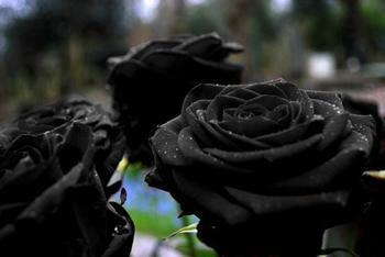 200 Uds. Rosa Negra misteriosa bonsái flor bonsais hermosa Rosa Negra