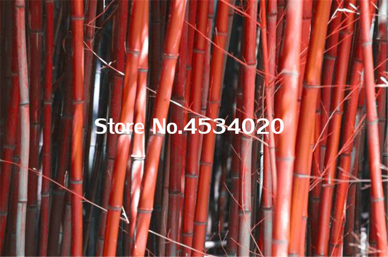 100 piezas de bambú bonsái heterheterocicla Pubescens Real chino Mao Zhu Bonsai para la planta de jardín de Casa DIY