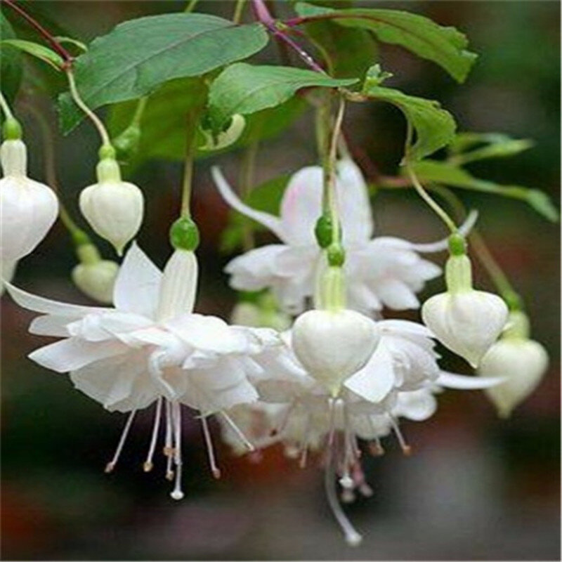 200 piezas bonsái fucsia jardín balcón linternas flores Begonia Malus espectabilis Bonsai China floración planta de flores decorativas