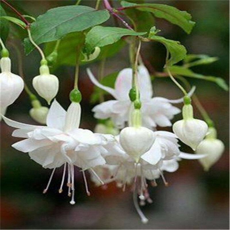 200PCS Fuchsia Bonsai Garden Balcony Lanterns Flowers Begonia Malus Spectabilis bonsai Chinese flowering decorative flower plant