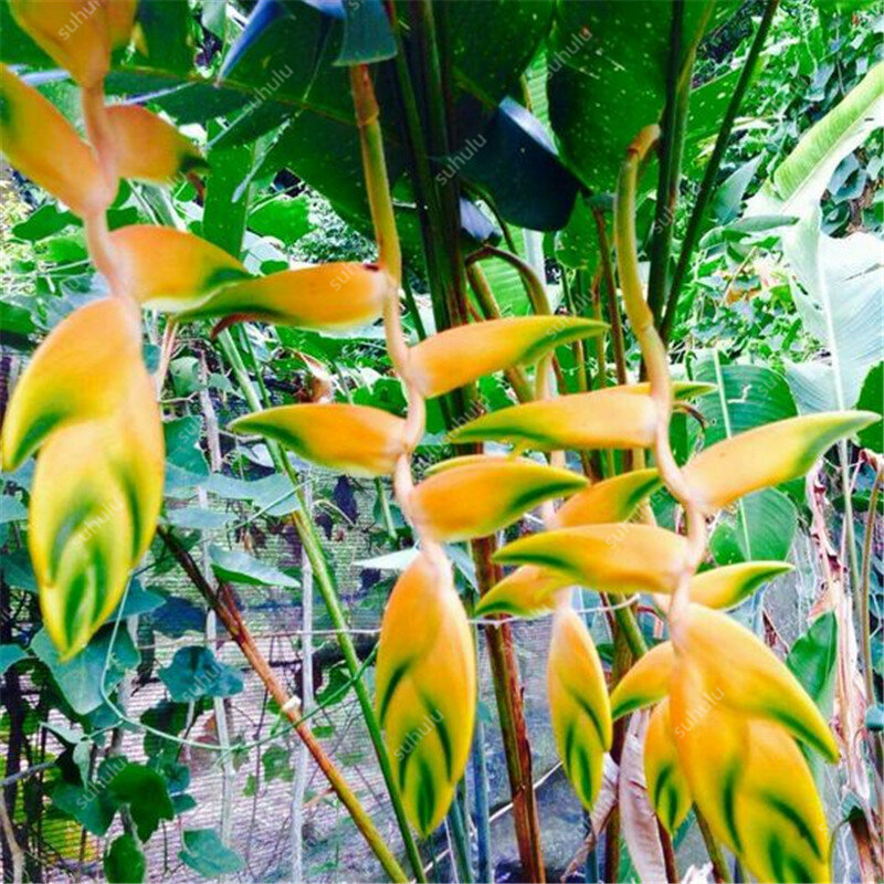 100 pcs/tasche Exotische Heliconia Rare Sukkulenten Mehrjährige Kraut bonsai pflanzen Topf Blume Innen Für Garten Flore Topf, DIY Home Garten