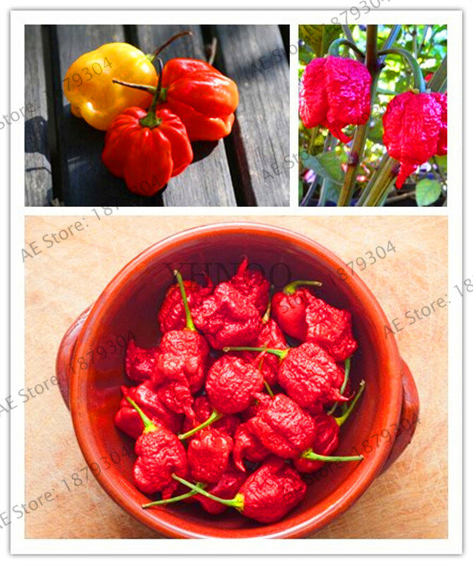 Nuevo 2018! 200 Uds. Carolina Reaper Pepper garden-capsicus Chinense-la planta de pimiento de Chile más caliente del mundo-Bonsai vegetal