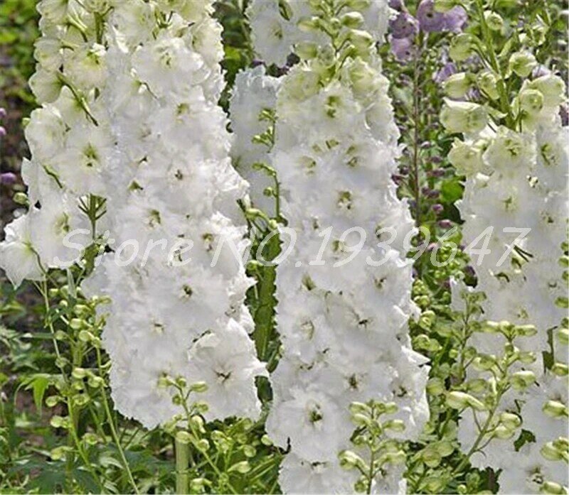 100 pcs/ bag Bonsai Delphinium Muti-Color Delphinium Consolida Organic Japan Beautiful Giant Room Flowers Garden Hardy Plant