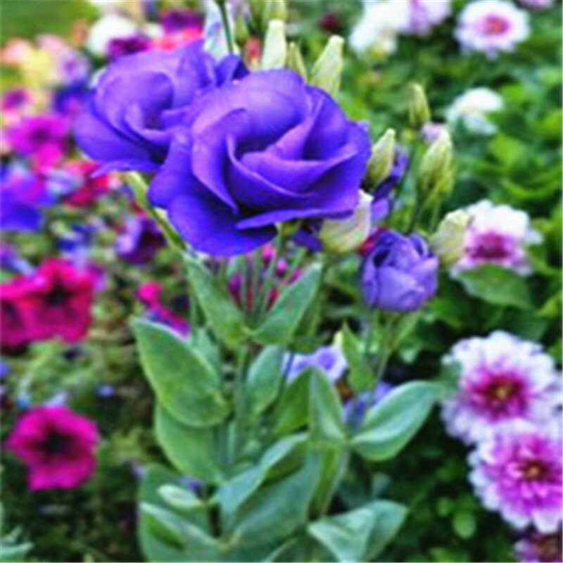 100 шт Eustoma Grandiflorum бонсай Планта цветок Лизиантус многолетний декоративный сад растение Sementes de Flores (ju geng)