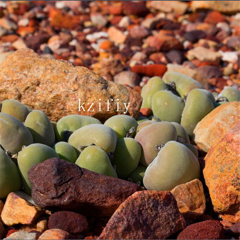 Imported Raw Stone Flower bonsais, Succulents,, It Has Sucked The Effect Of Formaldehyde And Purify Air - 100pcs