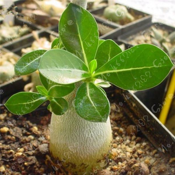 100% 진정한 새로운 품종 태국 순수 중국어 레드 더블 꽃잎 사막 화분 정원 꽃 분재 식물 adenium obesum 1 pcs