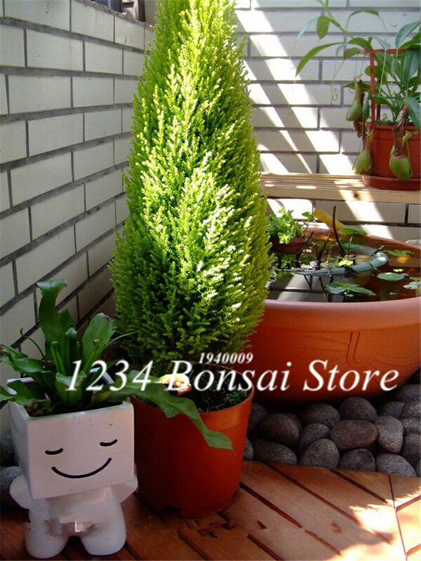 100 sztuk cyprysów rośliny rzadko Platycladus Orientalis orientalny żywotnik zachodni rośliny iglaste rośliny DIY rośliny domowe ogrodowe Bonsai