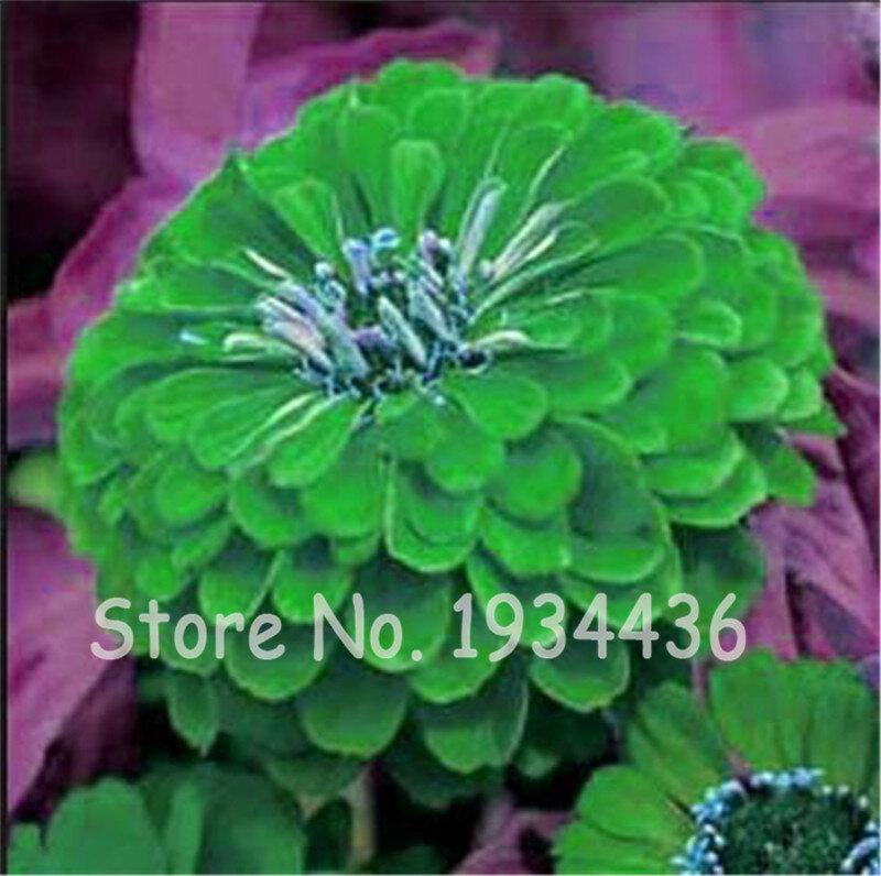 Promotion! 100 Pcs Exotic Zinnia 100% Genuine Pretty Pastel Mixed Flower Perennial Spring Flowering Plants Home Garden Potted