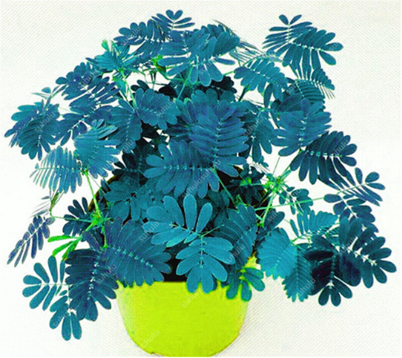 100 pcs Mimosa Bonsai Plants Perennial Indoor Flowering Potted Plant Rare Mimosa Pudica Flower For Home Garden Shy Grass Plants