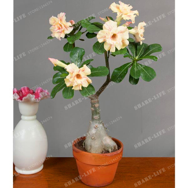 1 pcs High quatily Desert Rose Seeds All Kinds Of Adenium Obesum Seeds Plant Pot Bonsai Flower Seeds For Home Garden Plant
