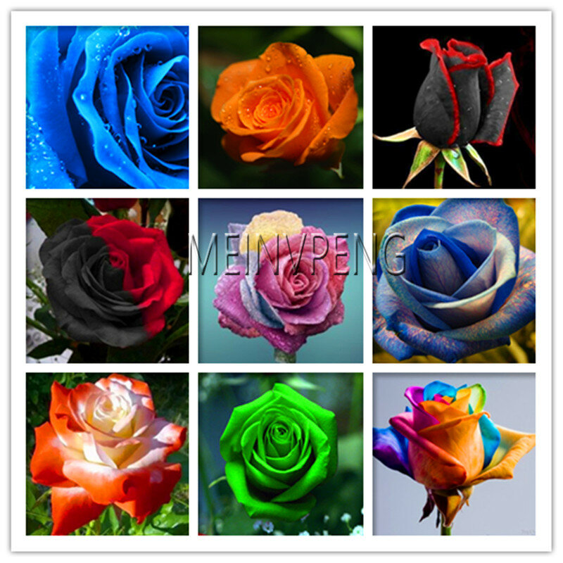 Genuine!Flower bonsai Holland Rose plants Lover Gift Orange Green Rainbow RARE 23 Color To Choose DIY Home Gardening,120flores