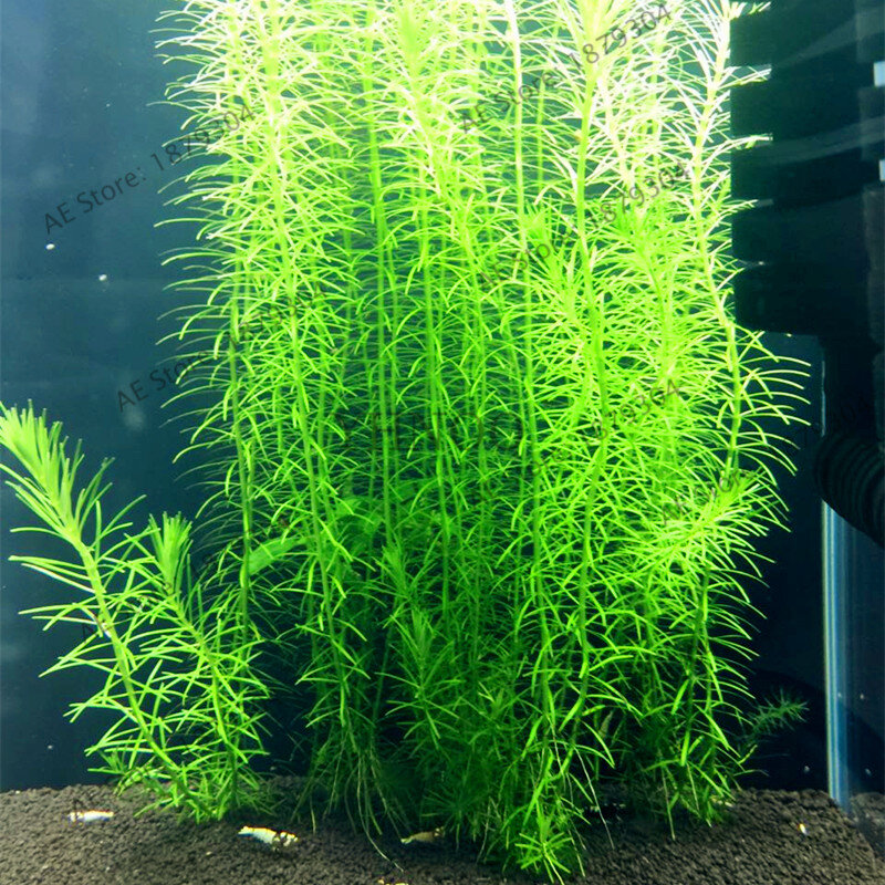 100 pcs/tasche Aquarium Pflanzen bonsai Gras Wasser Aquatische Pflanze garten Innen Zierpflanze Gras flores für Hause Fisch tank