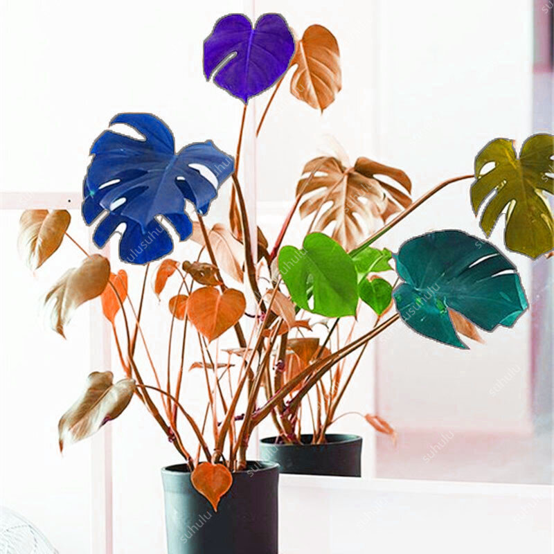 100 pièces/sac mixte couleur tortue feuilles Monstera bonsaï extérieur en pot plante arbre bonsaï maison vivace feuillage plantes fleur