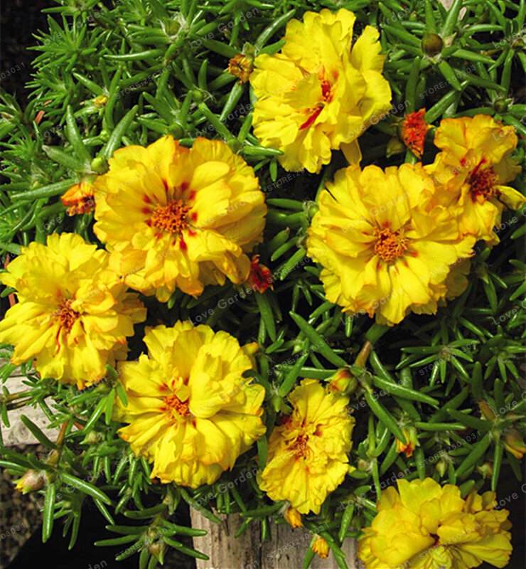 Bonsái de doble flor para plantar (porpulaca Grandiflora) resistente al calor de 100 piezas unidades