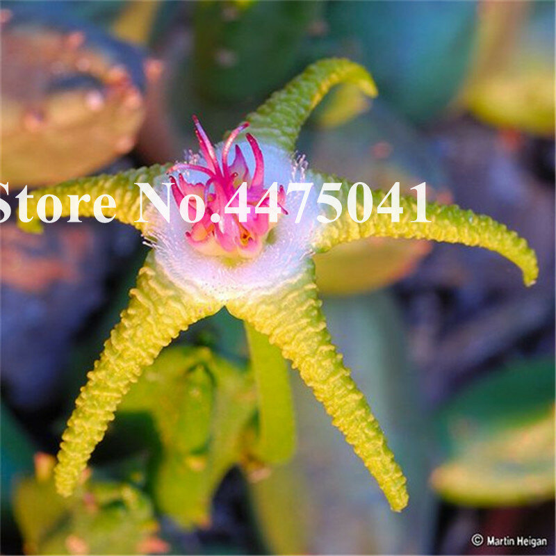 Mix Sukkulenten Orchideen Stapelia Pulchella Bonsai Pflanzen Lithops Raw Stein Kaktus, Selten Für Home Garten Bonsai Pflanzen 200 stücke
