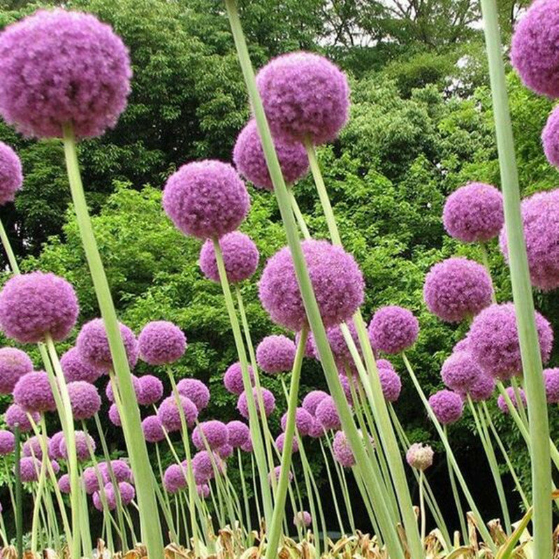 120 pcs/pack violet géant Allium Giganteum belle fleur bonsaï jardin plante le taux de bourgeonnement 95% fleur rare pour enfant