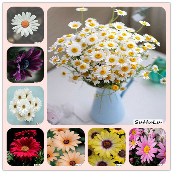 Offre spéciale! 100 pièces/sac jardin de chrysanthème couvre-sol, chrysanthème vivace bonsaï fleur flores daisy plante en pot pour la maison