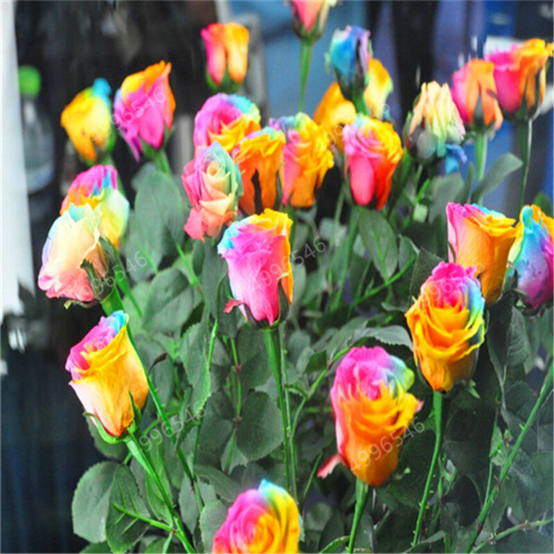 200 Uds raro Holanda arcoíris Rosa flor bonsai jardín de casa raro planta de flores arcoíris rosas flores, semillas de rosas