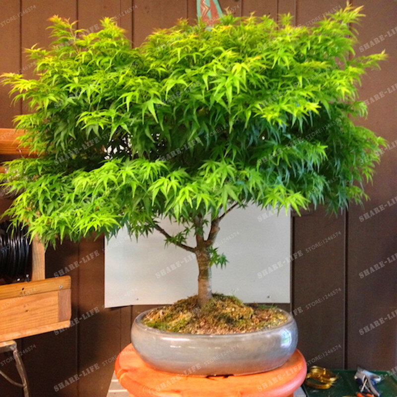 100% верно Японский мини-клен Карликовые деревья дерево дешевые 20 Семена/пакет, Очень красивые Крытый дерево Карликовые деревья садовые раст...