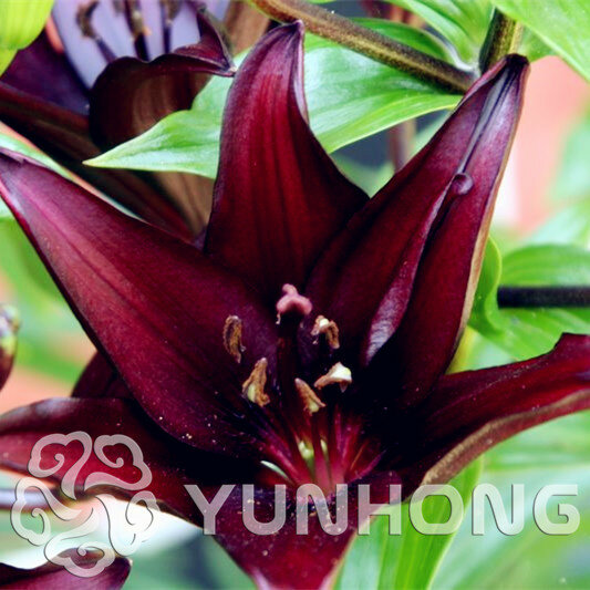 Offre spéciale vrai lys bonsaï 24 couleurs, (plante de lys), fleur Lilium plante, parfum faible, bonsaï Pot plante pour la maison gGarden-50 pièces