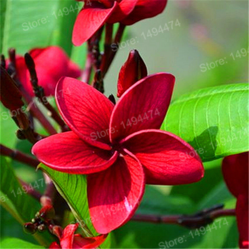 100 Uds hogar jardín Frangipani color mixto Plumeria rubra flor Plantas decoración Romance huevo flores bonsái planta de jardín casero