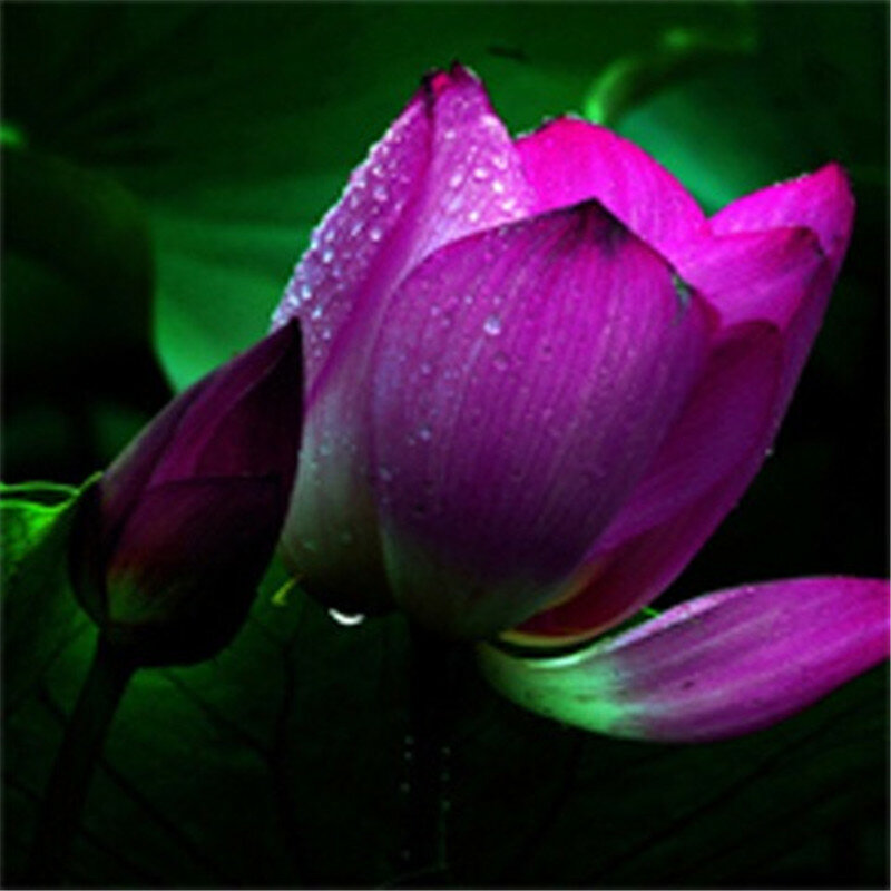 5 pçs japão tigela flor de lótus exótico água lírio aquático hidropônico plantas, flor rara bonsai planta para jardim casa planta diy