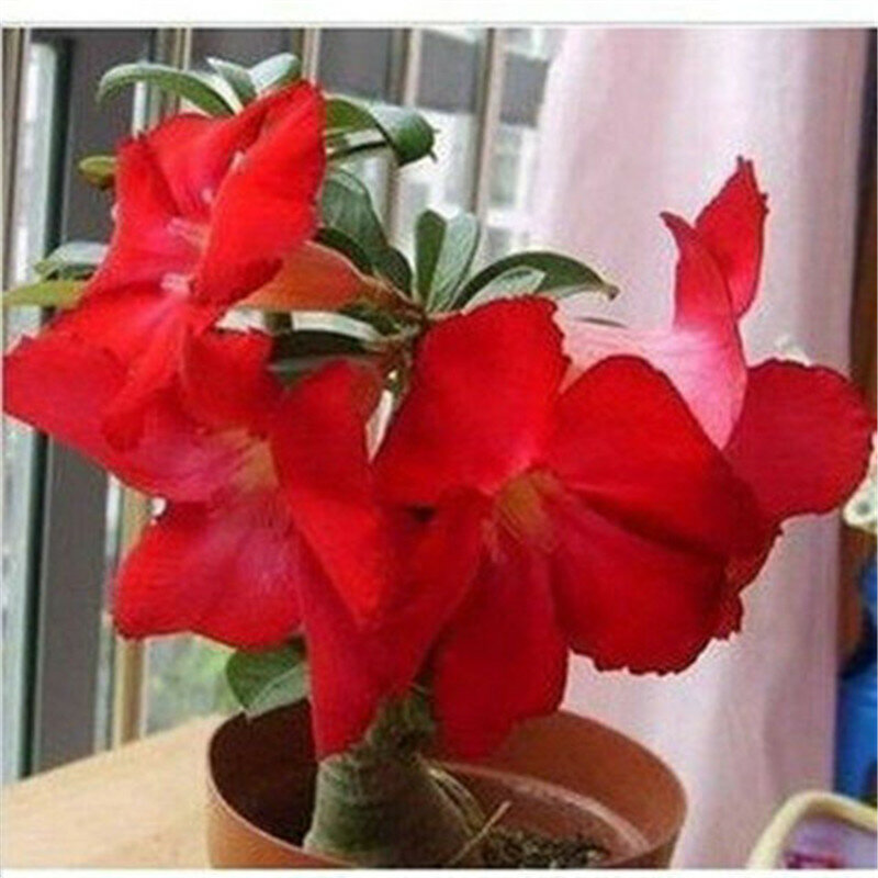 Hot Sale 5 pcs desert rose rare flower indoor bonsai Purifying Air Adenium Obesum garden flowers The Germination Rate 95%