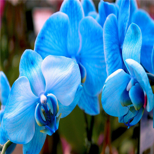 16 tipos 100 coloridas plantas de flores de iris bonsái planta interior flor, Heirloom Iris Tectorum Phalaenopsis orquídea para jardín doméstico